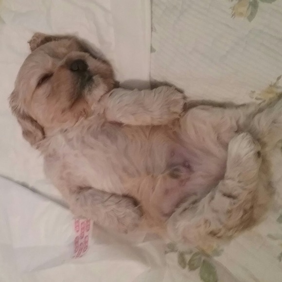 Meet your Posher, Devlin - Picture 1 of 1